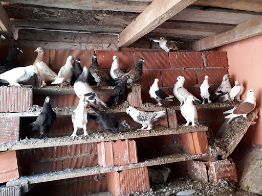 Sarialan Koyu Cami - Religious institution in Sarialan