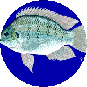 Sarotherodon - Fish