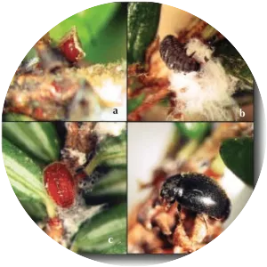 Sasajiscymnus tsugae