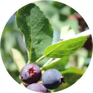 Saskatoon serviceberry
