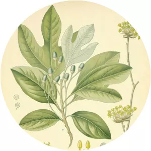 Sassafras - Plants