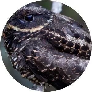 Satanic nightjar