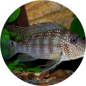 Satanoperca - Animal