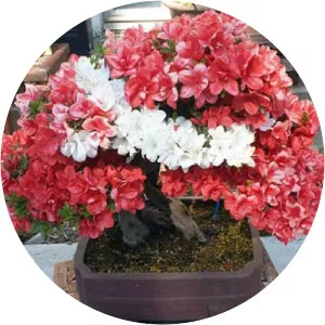 Satsuki azalea photograph