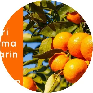 Satsuma Mandarin - Plants