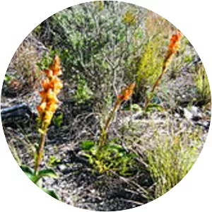 Satyrium coriifolium