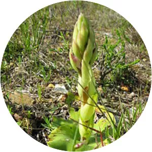 Satyrium erectum