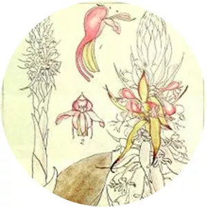 Satyrium macrophyllum