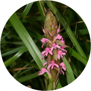 Satyrium nepalense - 