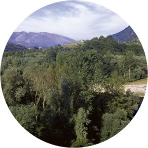 saucedas de buelles foces de el pino