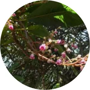 Saurauia napaulensis - 