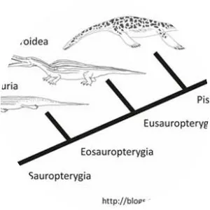 Sauropterygia