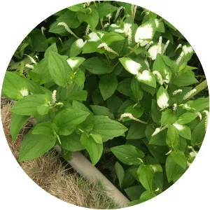 Saururus chinensis - Plants