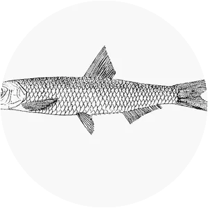 Sauvagella madagascariensis