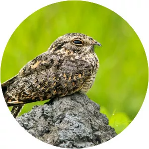 Savanna nightjar
