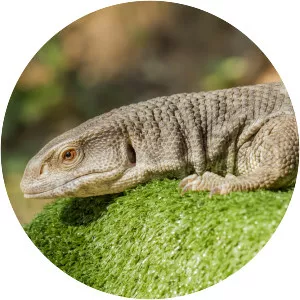 Savannah monitor