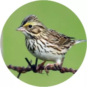 Savannah sparrow photograph