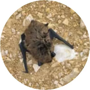 Savi's pipistrelle - 