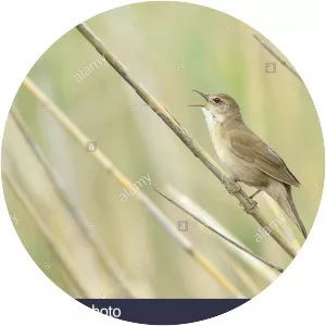 Savi's warbler - Birds