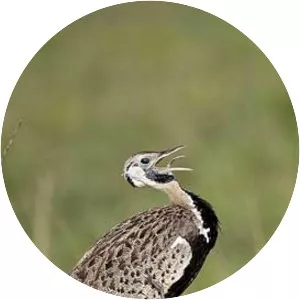 Savile's bustard photograph