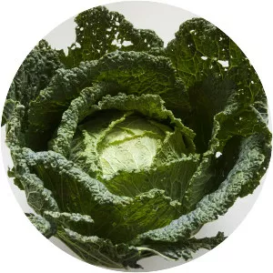 Savoy cabbage photograph
