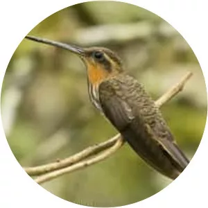 Saw-billed hermit