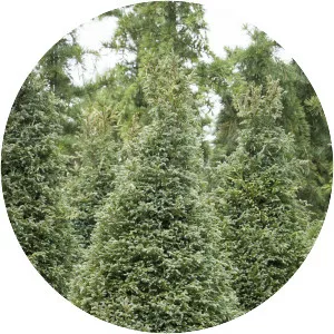 Sawara cypress - Plants