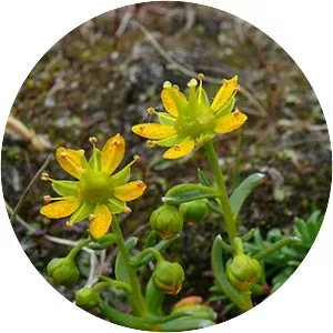 Saxifraga aizoides