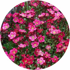 Saxifraga × arendsii