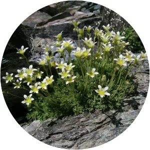 Saxifraga bryoides