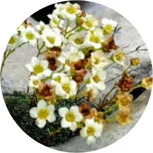Saxifraga caesia - 