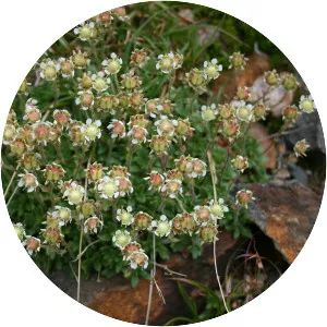Saxifraga merkii var. idsuroei - 