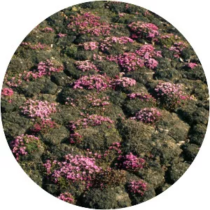 Saxifraga oppositifolia