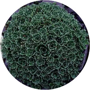 Saxifraga paniculata