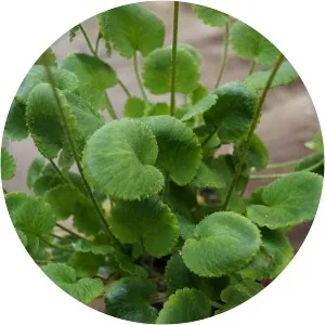 Saxifraga rotundifolia