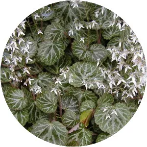 Saxifraga stolonifera