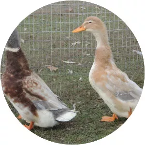 Saxony duck - Domestic duck breed