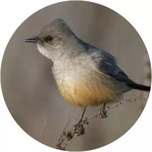 Say's phoebe