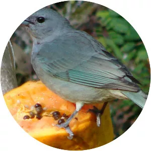 Sayaca tanager (Vargula Hilgendorfii)
