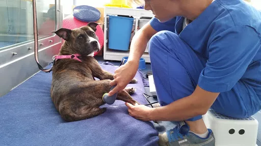 SBA Salute e Benessere Animale