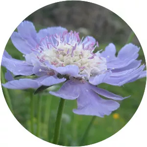 Scabiosa caucasica
