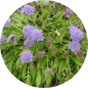 Scabiosa lucida - 