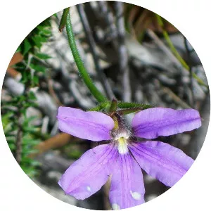 Scaevola ramosissima - 