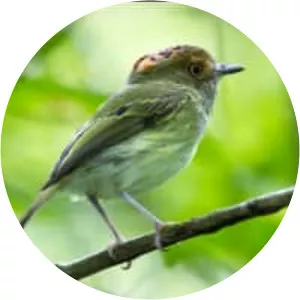 Scale-crested pygmy tyrant