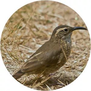 Scale-throated earthcreeper - Bird