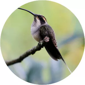 Scale-throated hermit