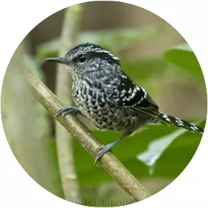 Scaled antbird - Bird
