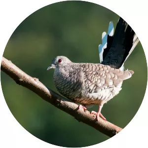 Scaled dove