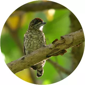 Scaled piculet