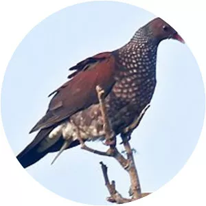 Scaled pigeon - Bird